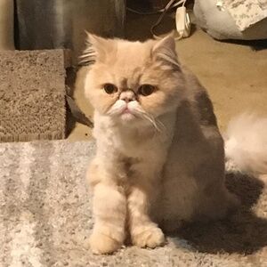 Meet your Posher, Brent